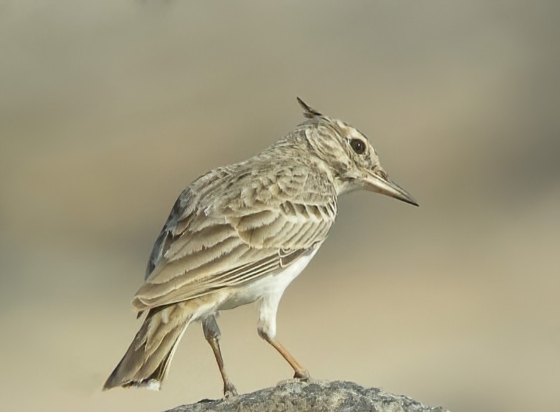 Crested Lark (Crested) - ML614521488