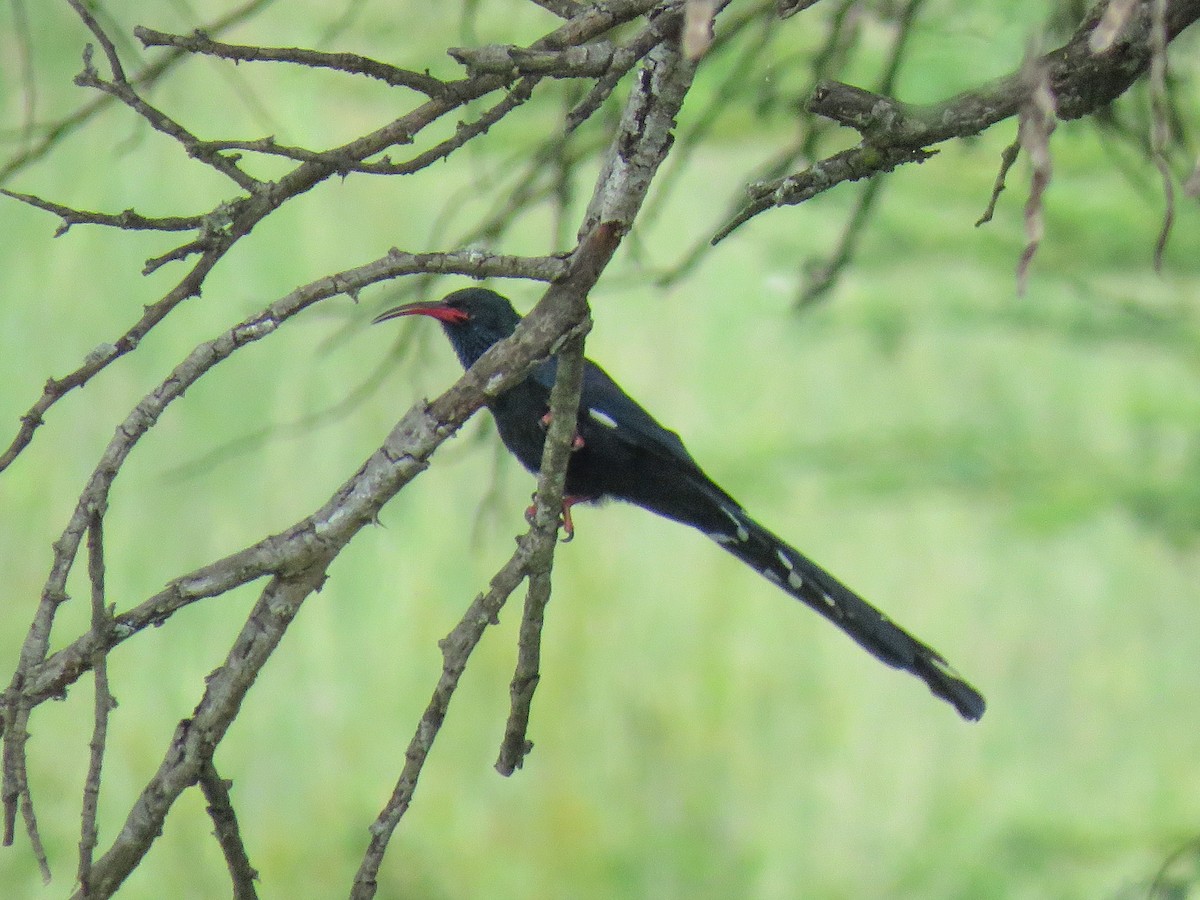 Violet Woodhoopoe - Eric  Froelich