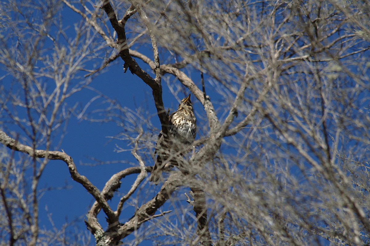 Song Thrush - ML614521559