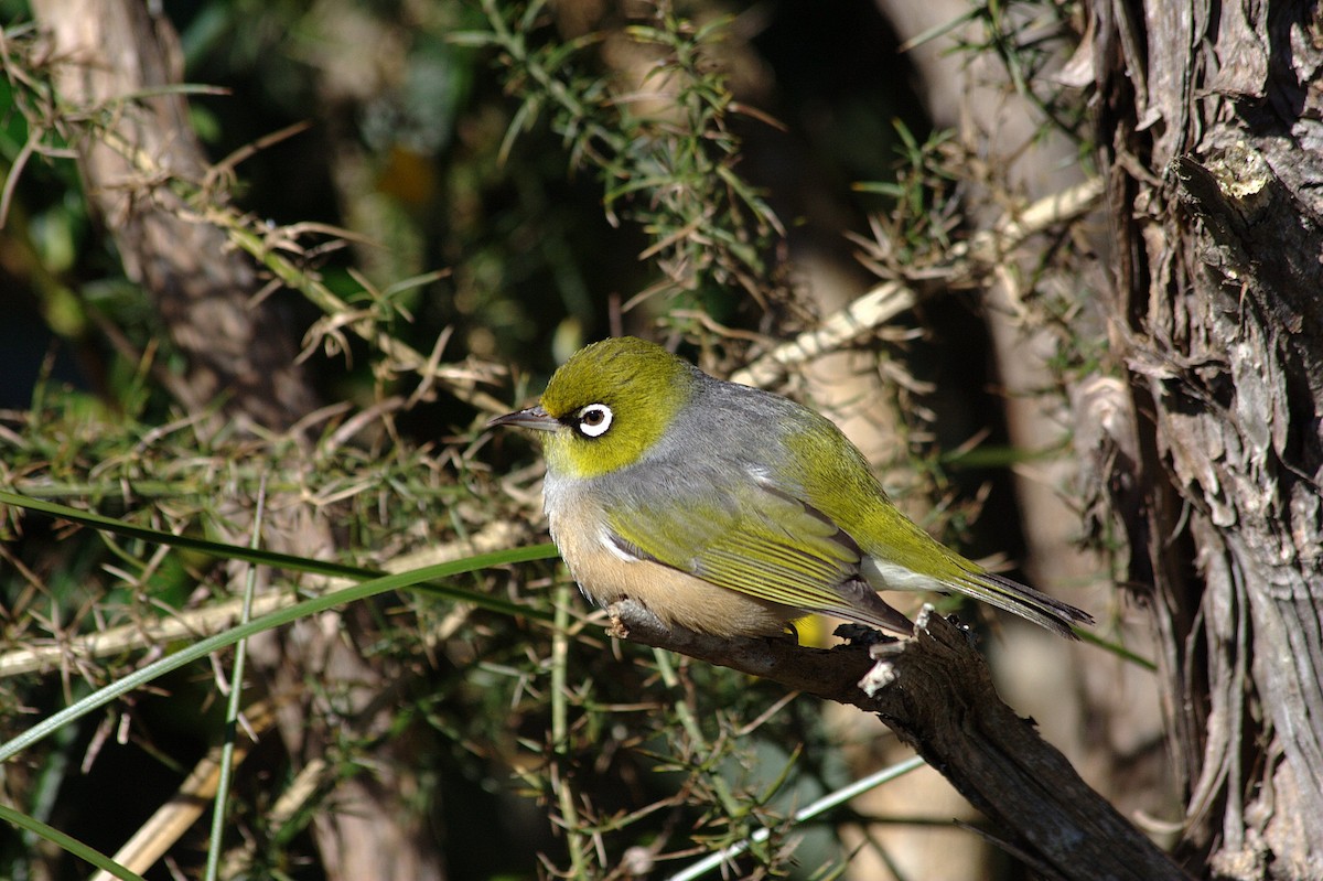 Silvereye - Barbara Boysen