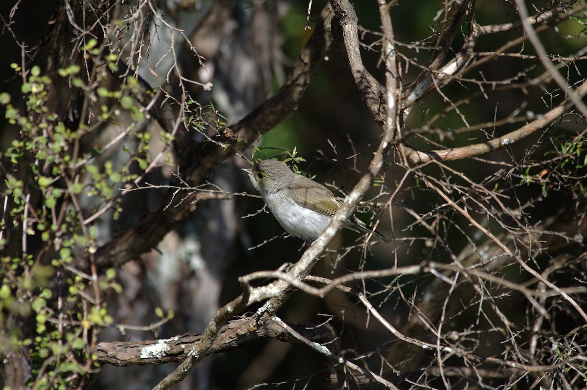 Gray Gerygone - ML614521588