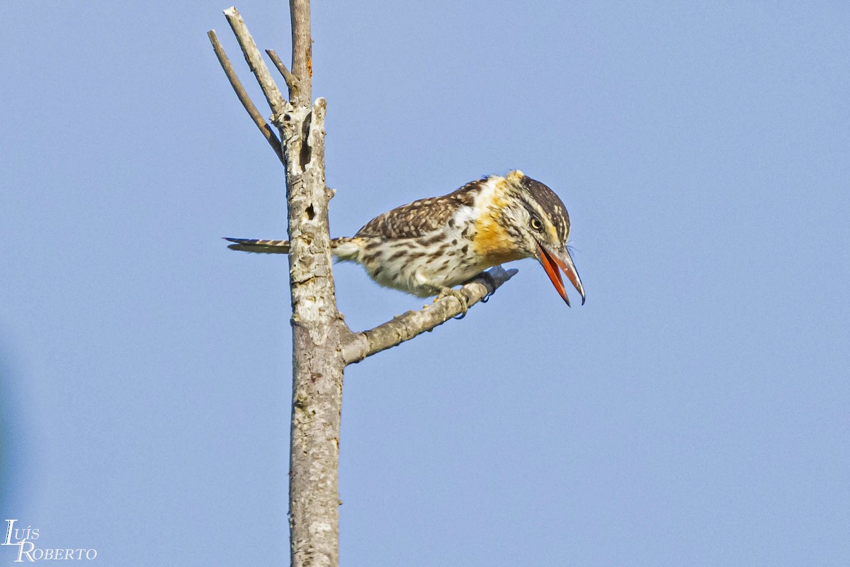 Spot-backed Puffbird (Spot-backed) - ML614521635