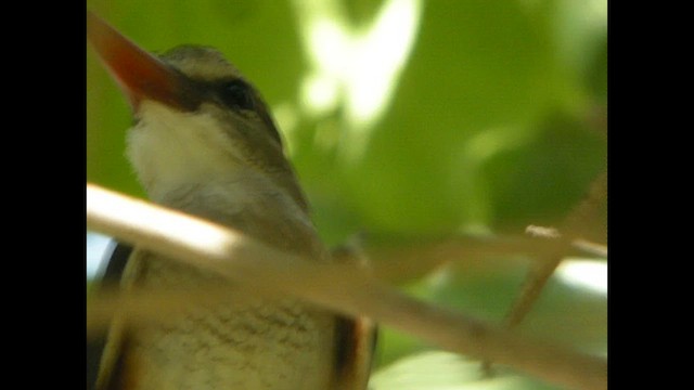 Martin-chasseur à tête grise - ML614521641