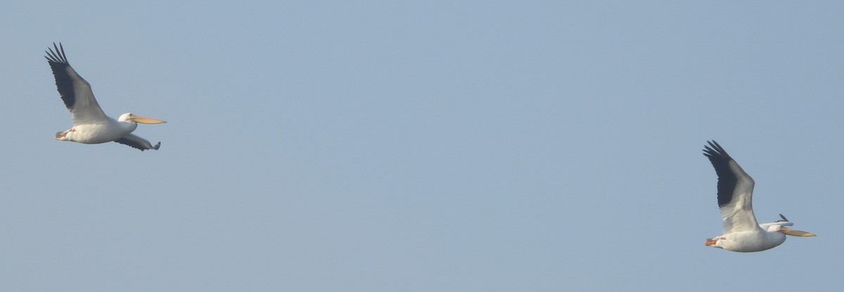 Пелікан рогодзьобий - ML614521655
