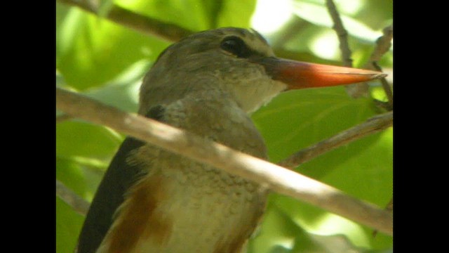 Gray-headed Kingfisher - ML614521660