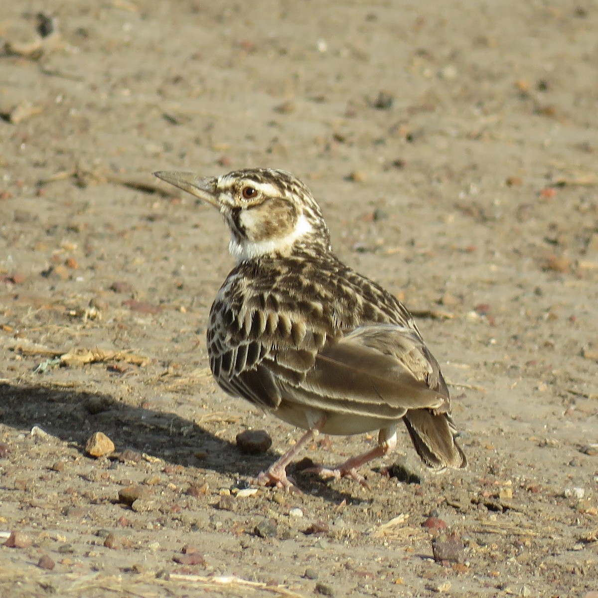 Short-tailed Lark - Eric  Froelich