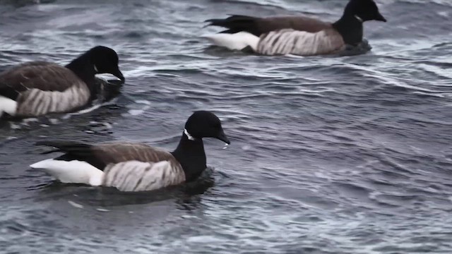 Brant (Atlantic) - ML614521665