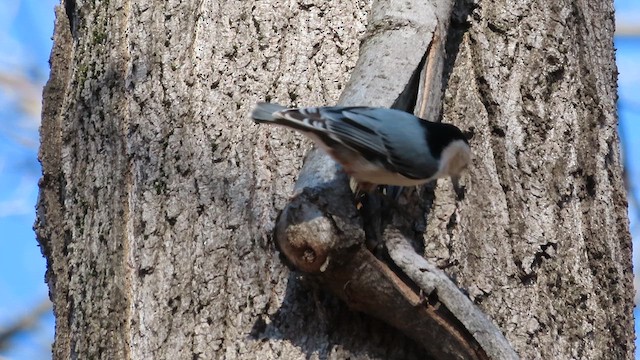 White-breasted Nuthatch (Eastern) - ML614521695