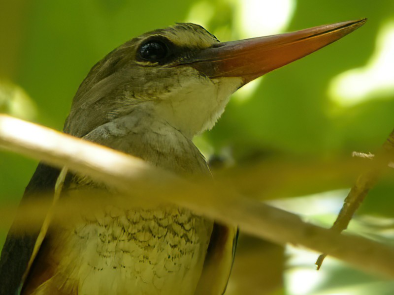 Gray-headed Kingfisher - Eric Francois Roualet