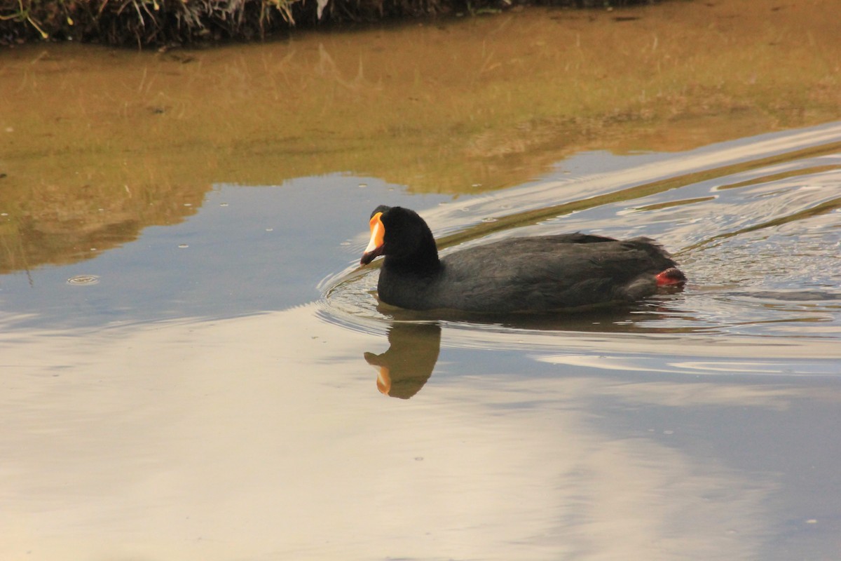 Giant Coot - ML614521762