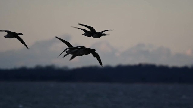 Brant (Atlantic) - ML614521784
