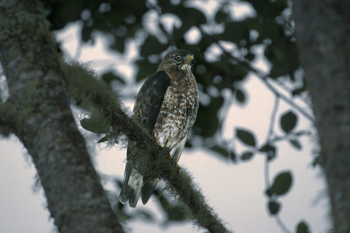 Broad-winged Hawk - ML614521821