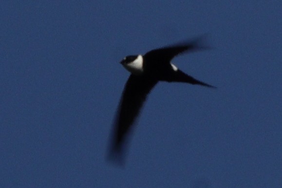 Lesser Swallow-tailed Swift - ML614521837