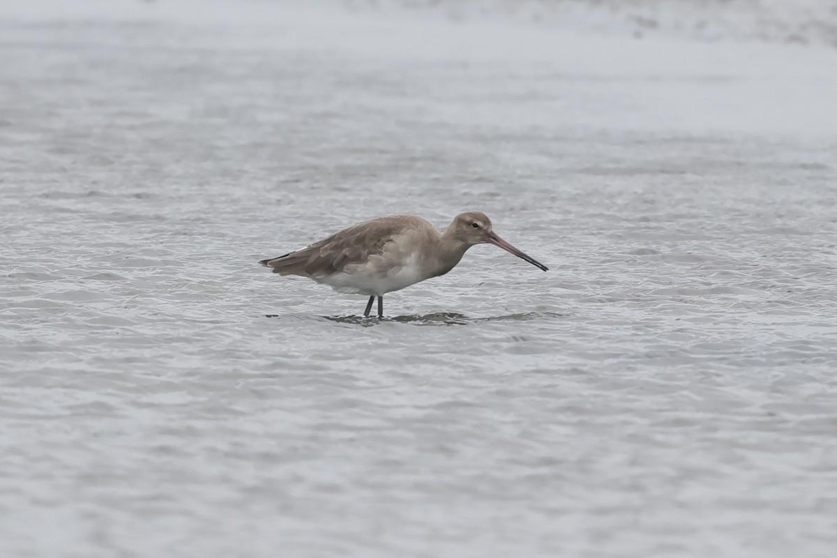 Black-tailed Godwit - ML614521882