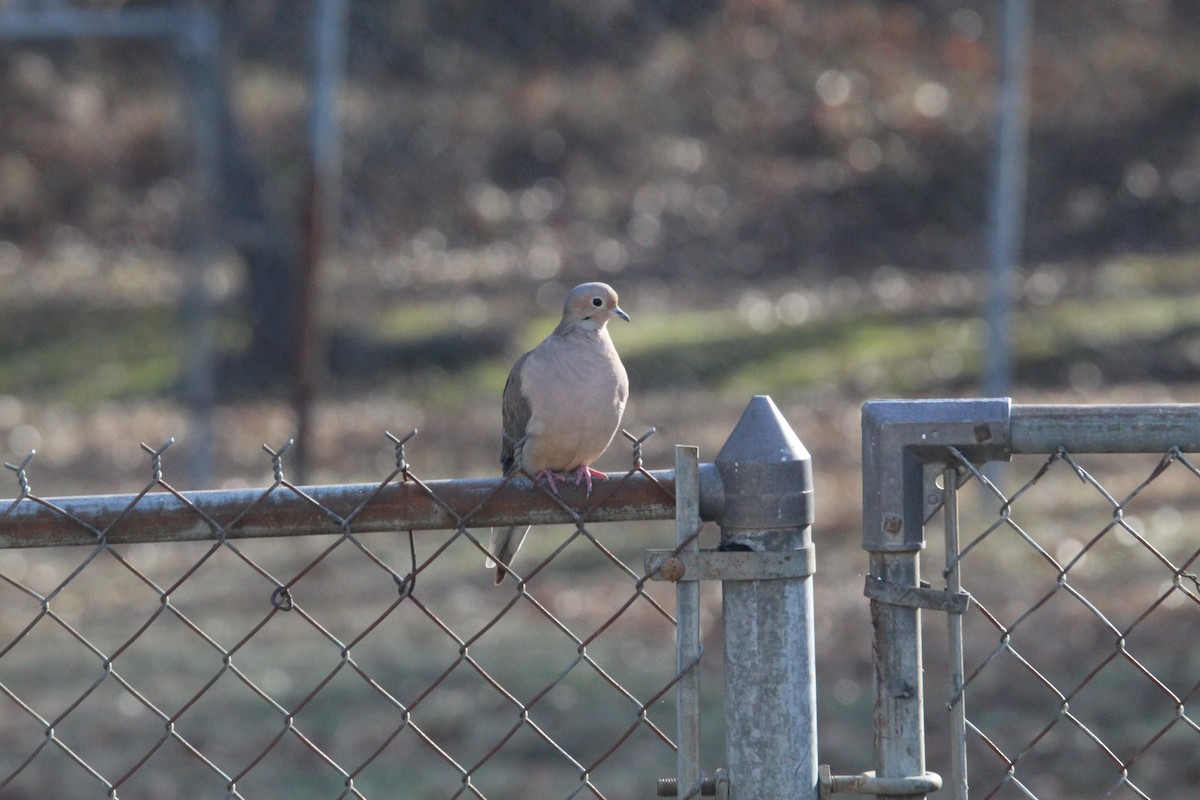 Mourning Dove - ML614521888