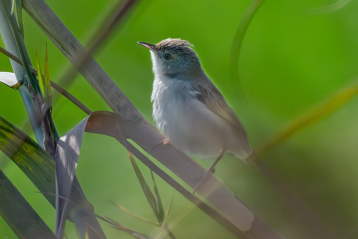 Delicate Prinia - ML614521904