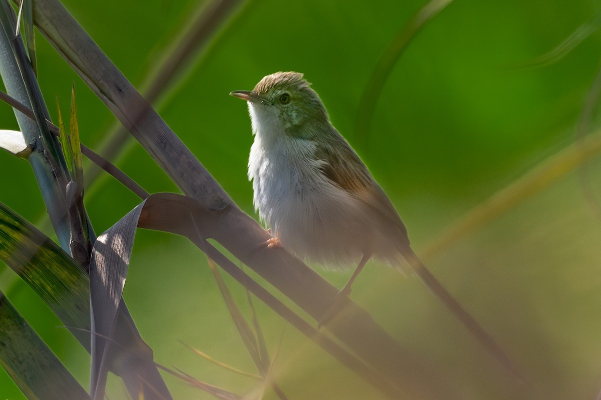 Delicate Prinia - ML614521907