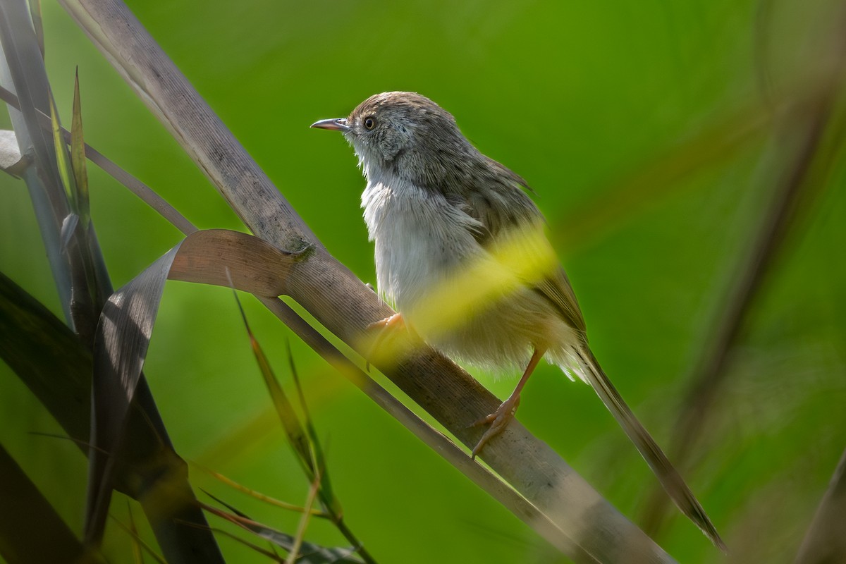 Prinia délicate - ML614521909