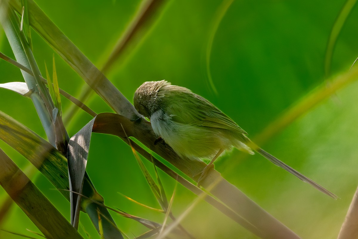 Delicate Prinia - ML614521910