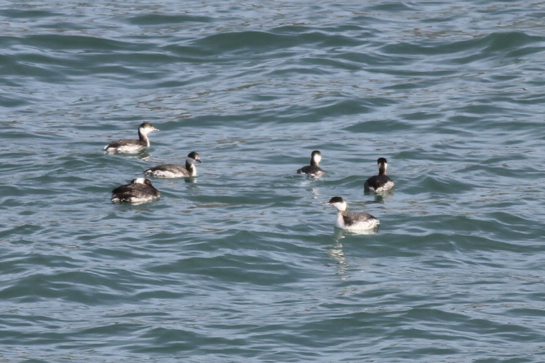 Horned Grebe - ML614521912