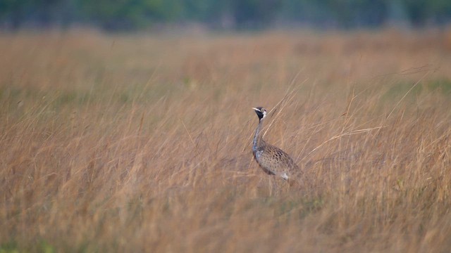 Black-bellied Bustard - ML614521953