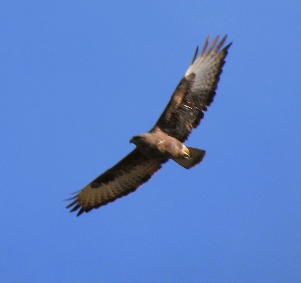 Common Buzzard - ML614522016