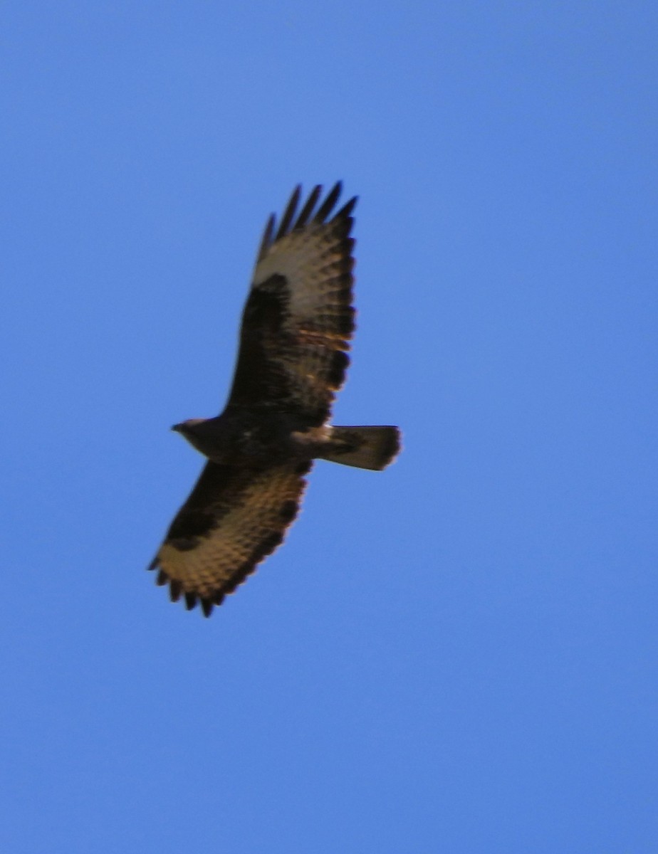 Common Buzzard - ML614522017