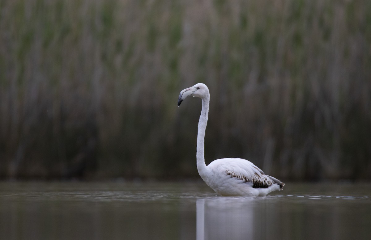 Greater Flamingo - ML614522034