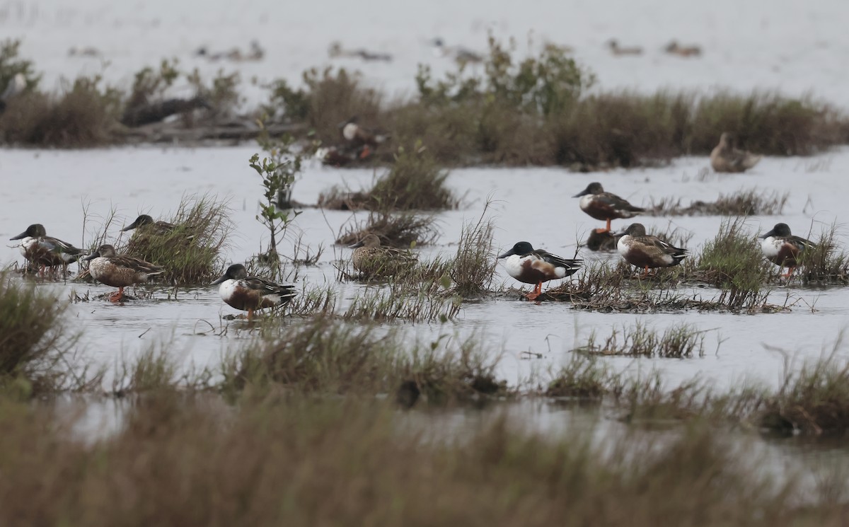 Northern Shoveler - ML614522037