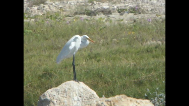 Medium Egret - ML614522091