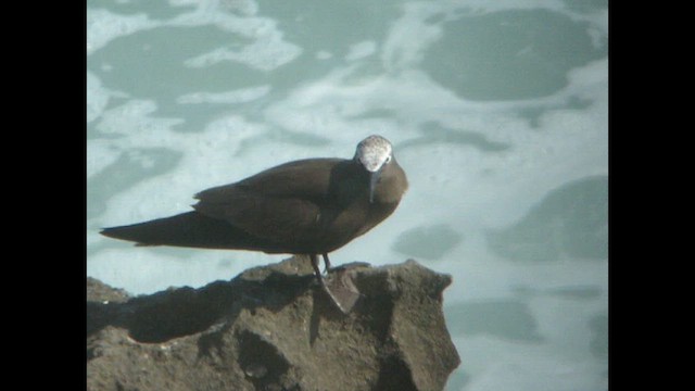 Brown Noddy - ML614522135