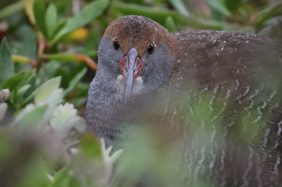 Slaty-breasted Rail - ML614522154