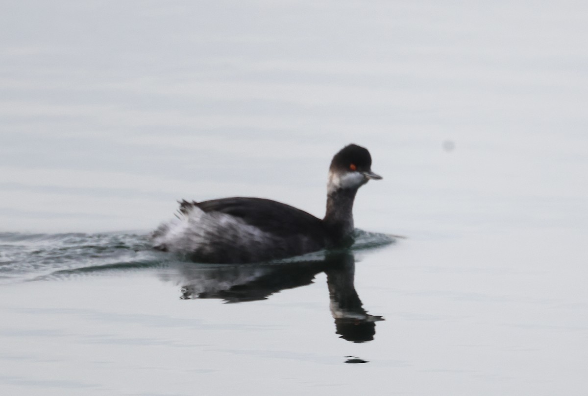 Eared Grebe - ML614522161