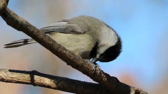 Carolina Chickadee - ML614522190