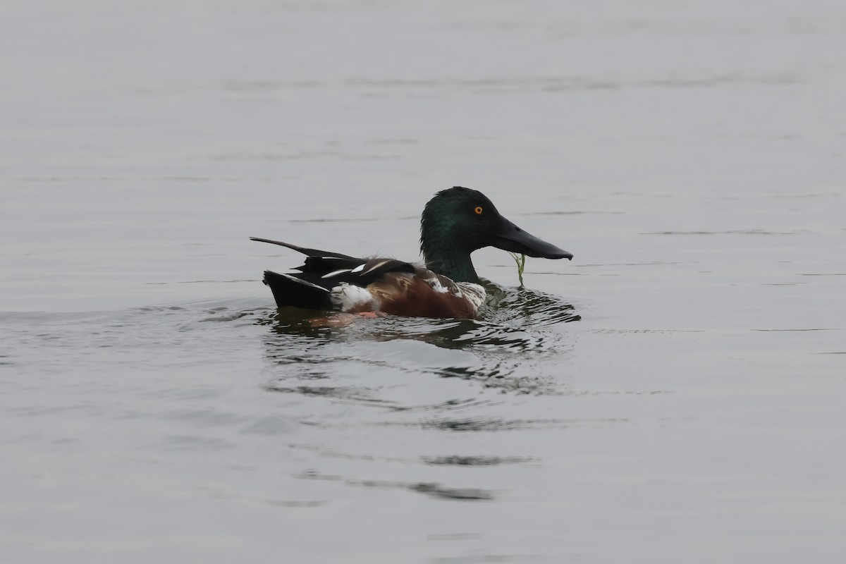 Northern Shoveler - ML614522253