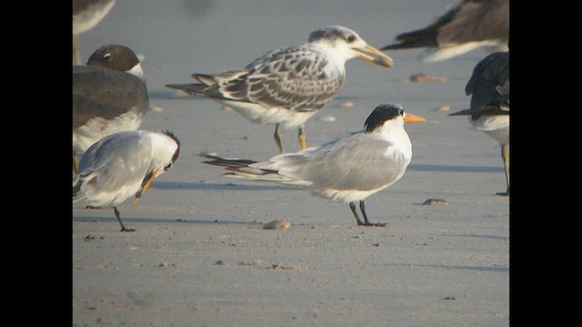 Lesser Crested Tern - ML614522285