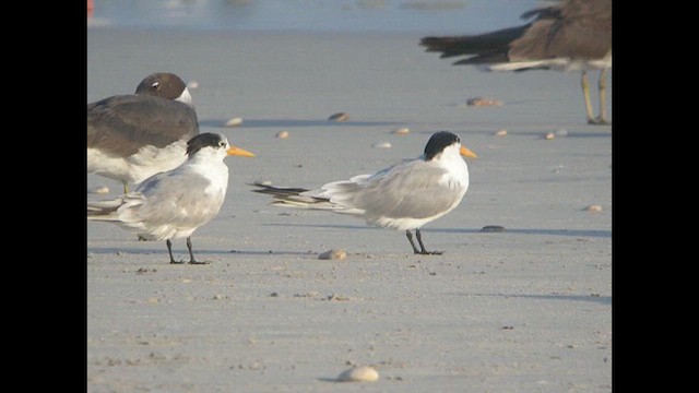 Lesser Crested Tern - ML614522286