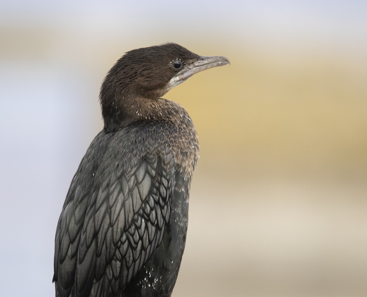 Pygmy Cormorant - ML614522352