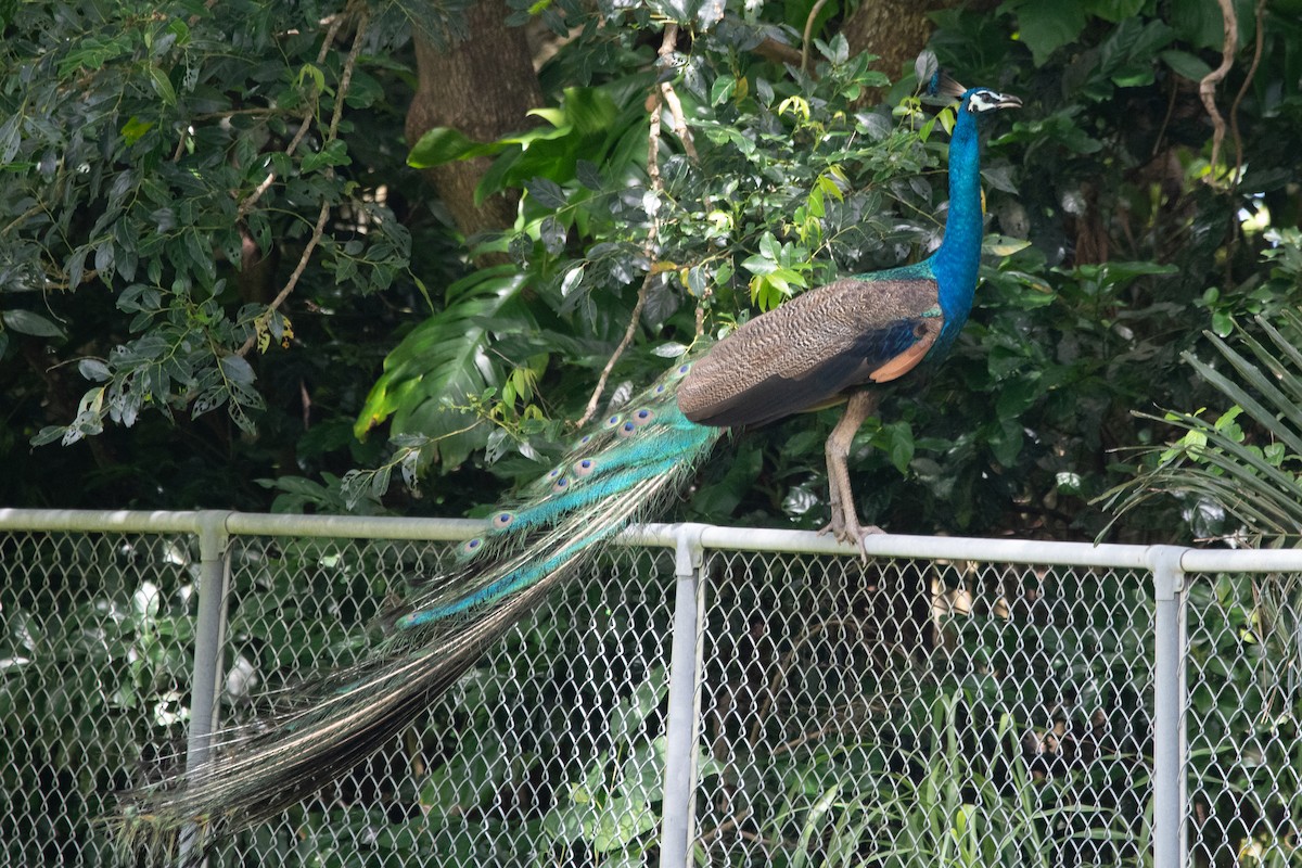 Indian Peafowl - ML614522374