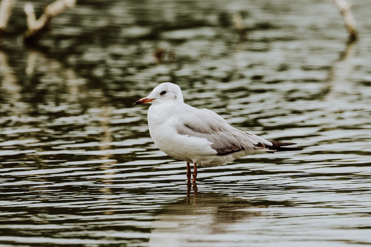 Mouette à tête grise - ML614522427