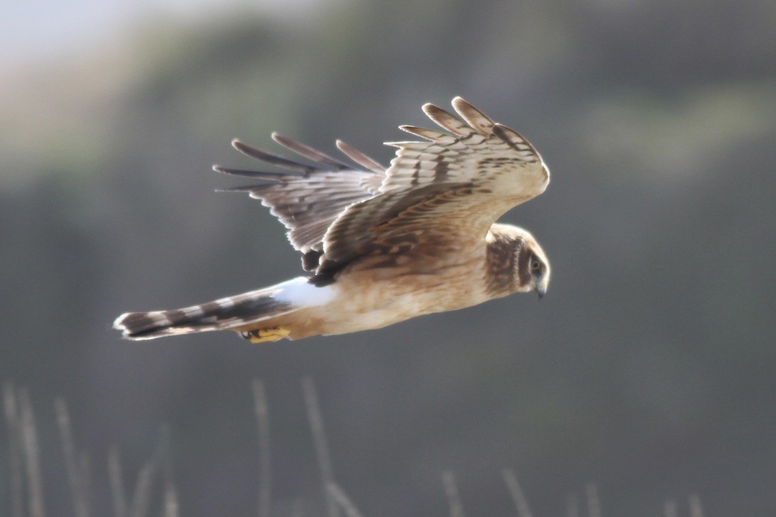 Northern Harrier - ML614522511