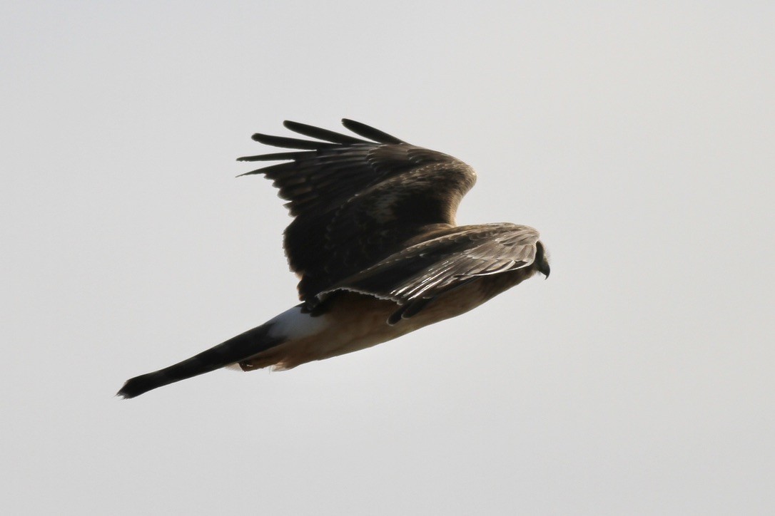 Northern Harrier - ML614522512