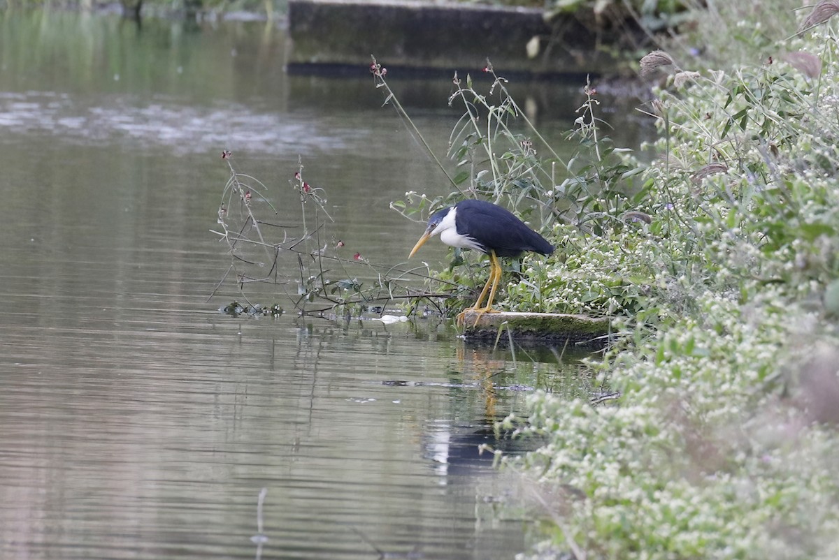 Pied Heron - ML614522590