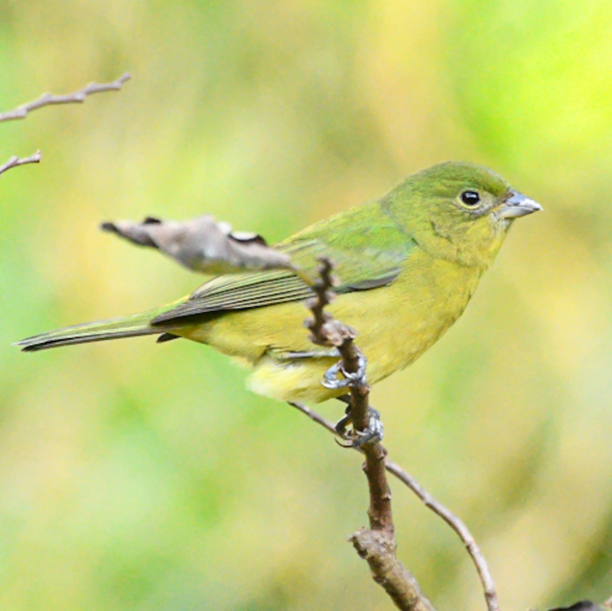 Painted Bunting - ML614522617