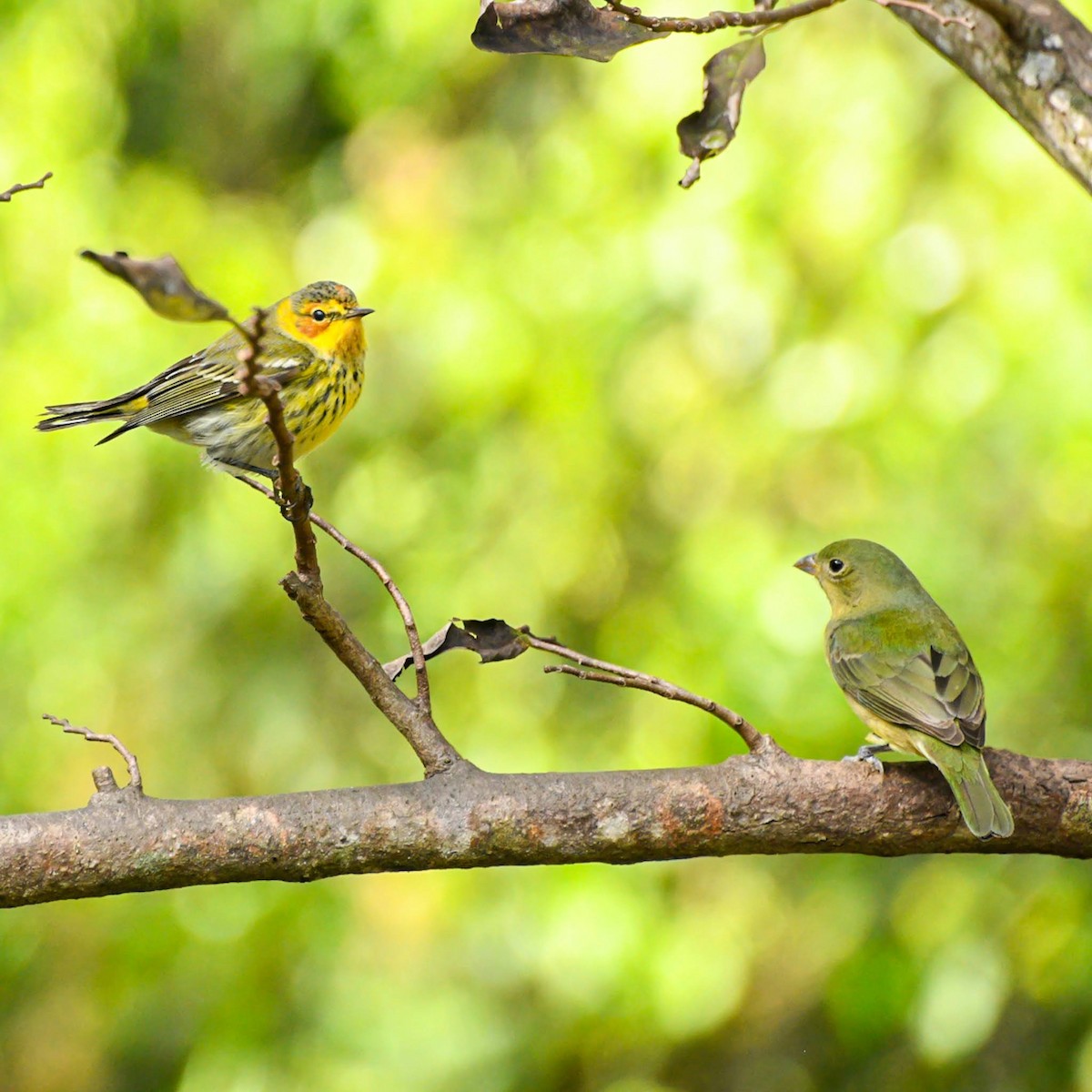 Cape May Warbler - ML614522628