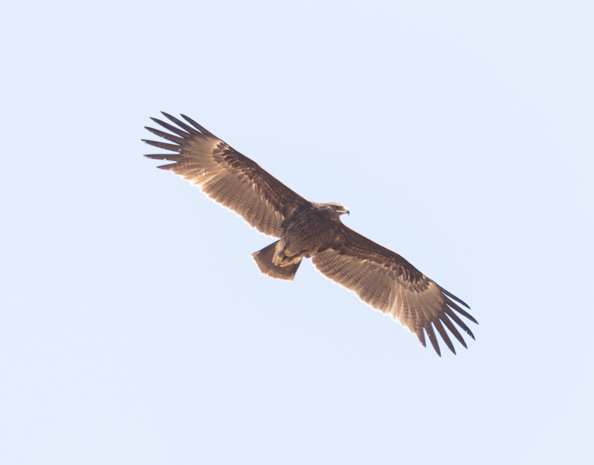 Águila sp. (Aquila sp.) - ML614522666