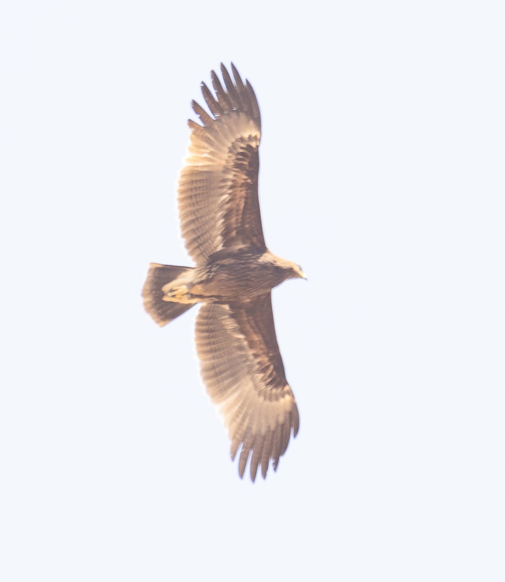 Águila sp. (Aquila sp.) - ML614522668