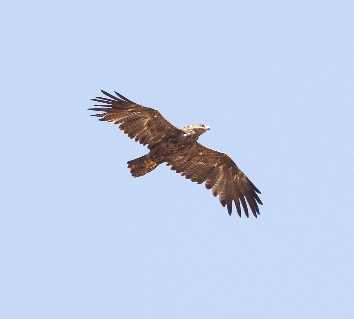 Águila sp. (Aquila sp.) - ML614522672