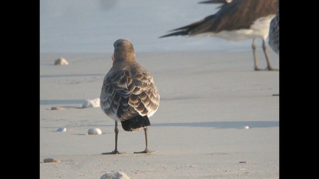 Sooty Gull - ML614522765