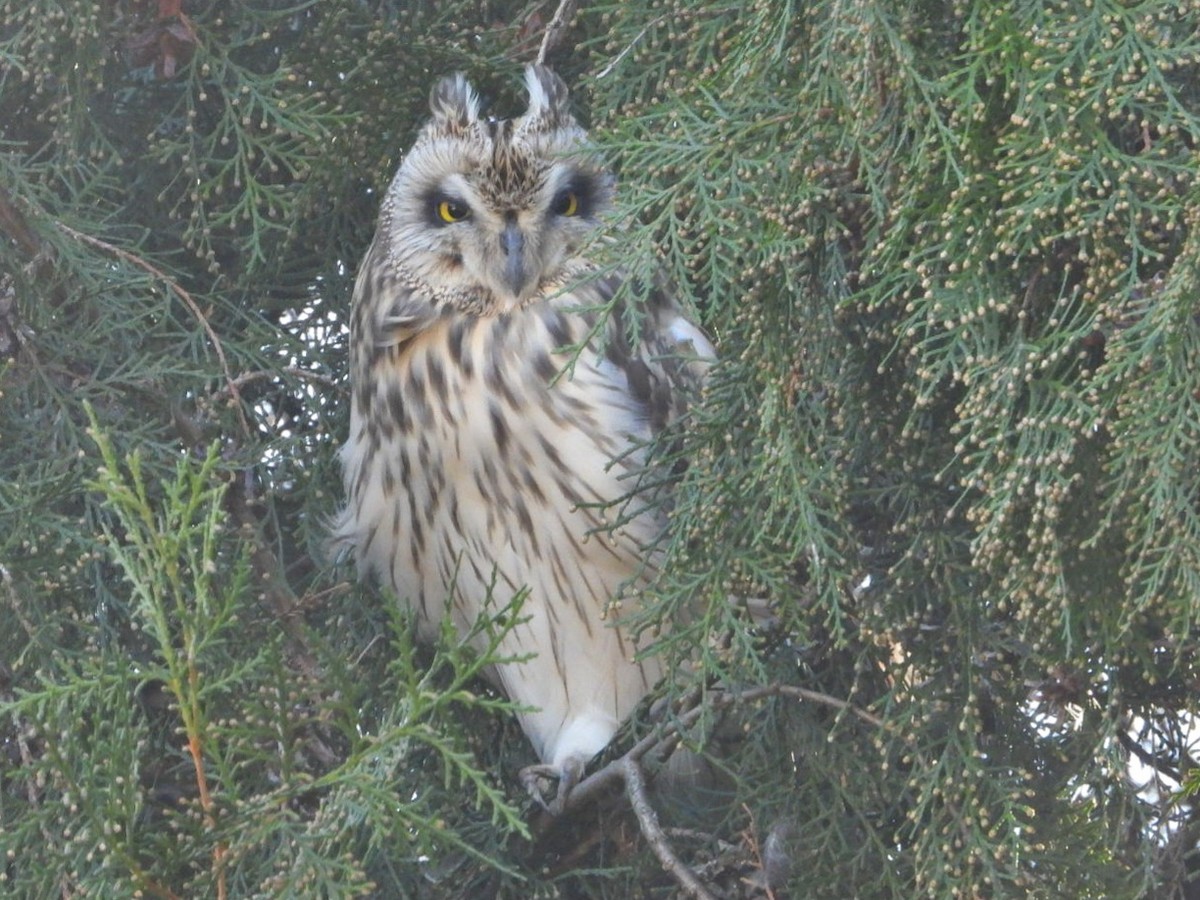 Short-eared Owl - ML614522768